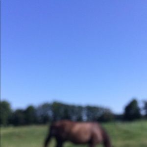 Meet your Posher, Dorian